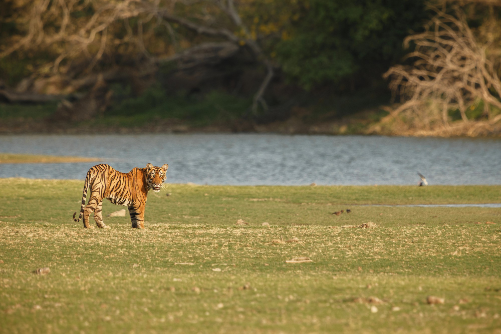 Best Things to Do in Gir National Park
